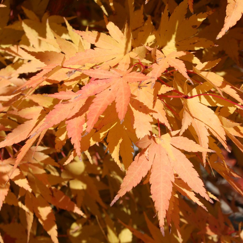 Arce japonés Sangokaku - Acer palmatum