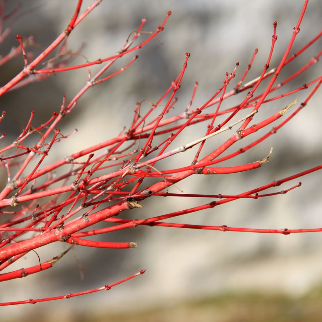 Arce japonés Sangokaku - Acer palmatum