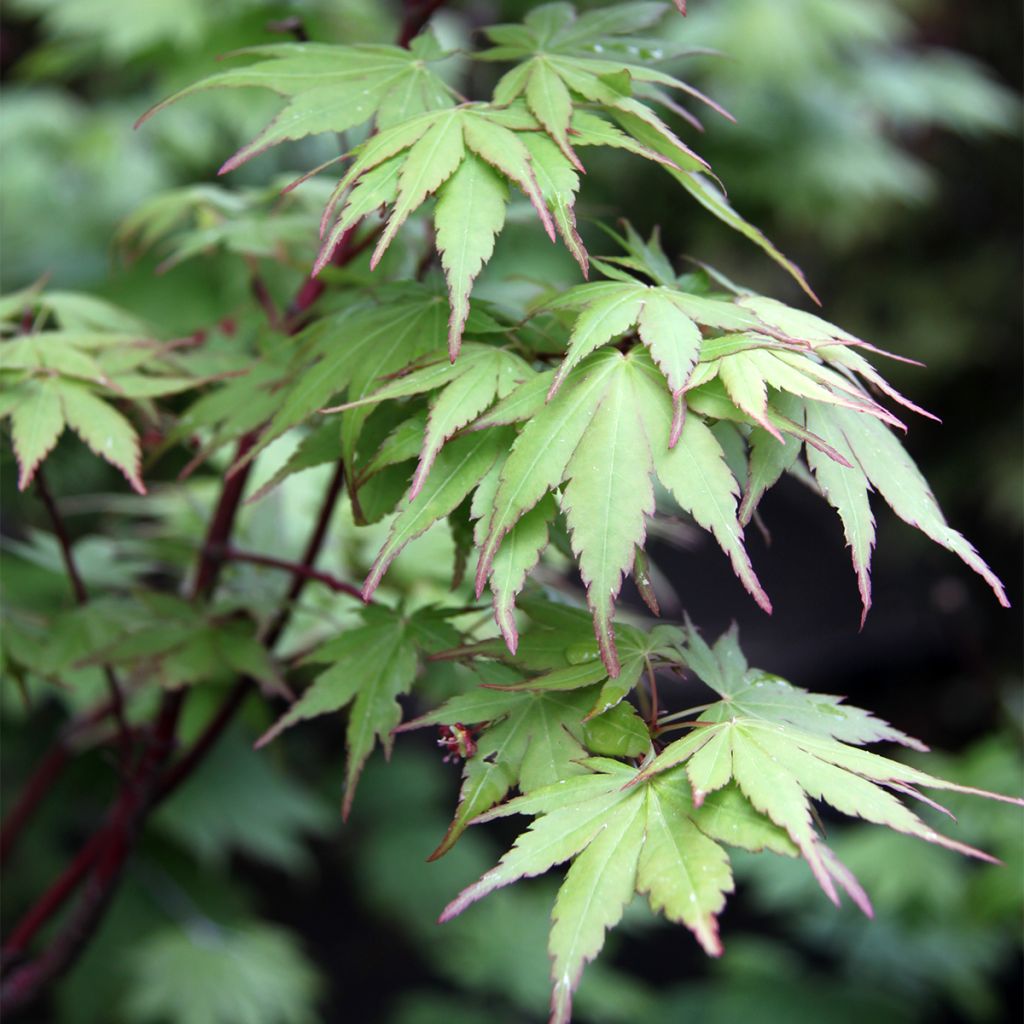 Arce japonés Sangokaku - Acer palmatum