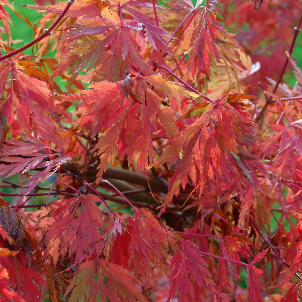 Érable du Japon - Acer palmatum Seiryu