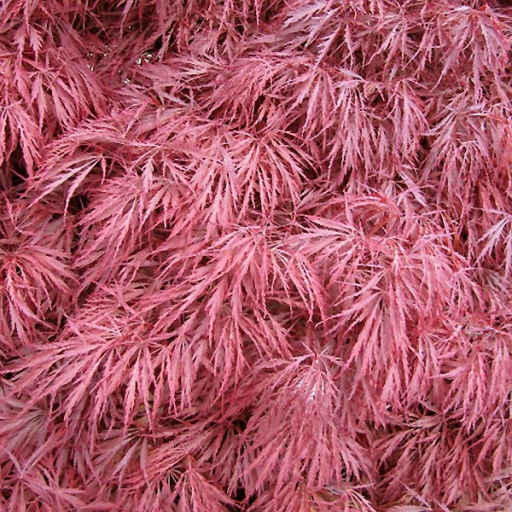 Érable du Japon Dissectum Atropurpureum - Acer palmatum