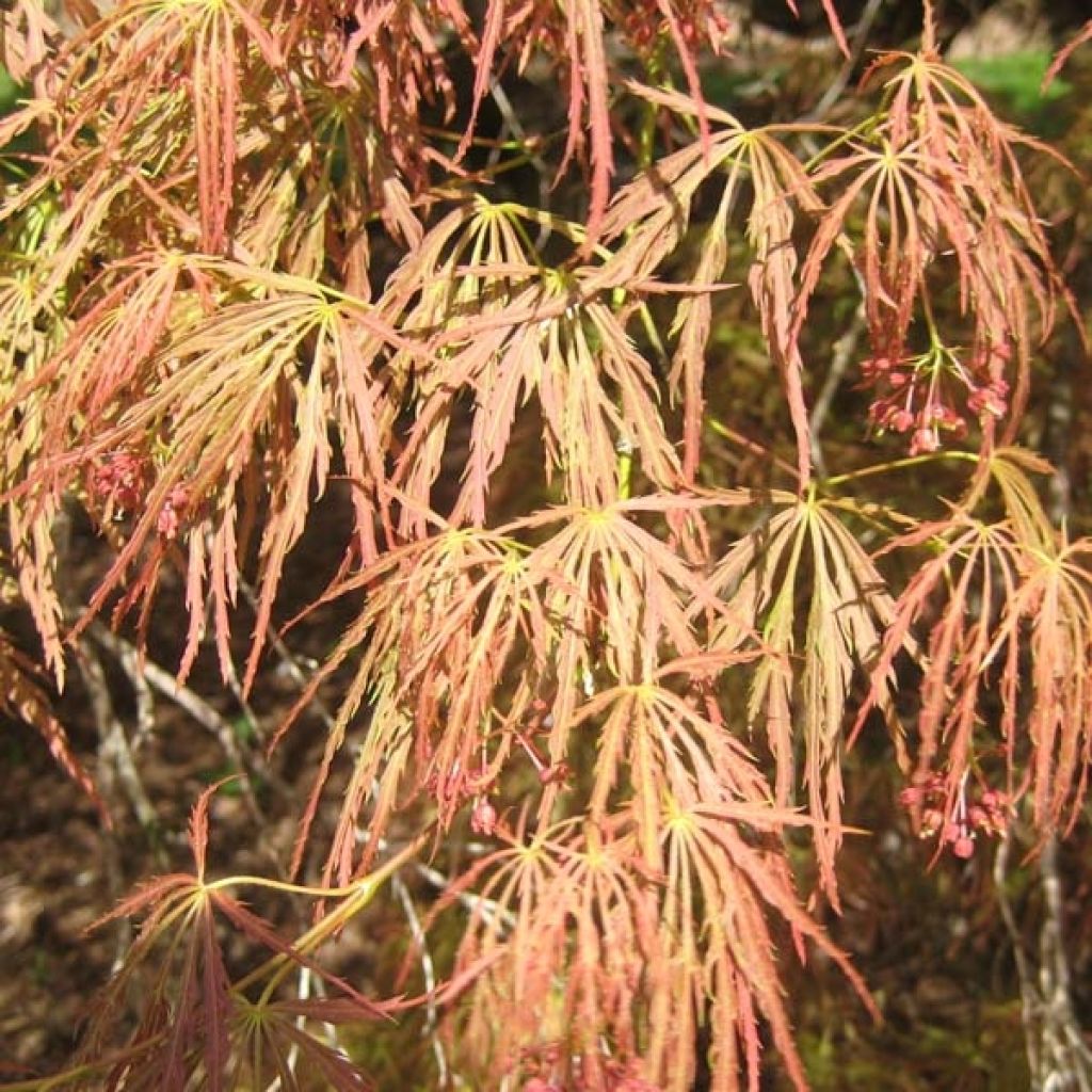 Arce japonés Dissectum Garnet - Acer palmatum