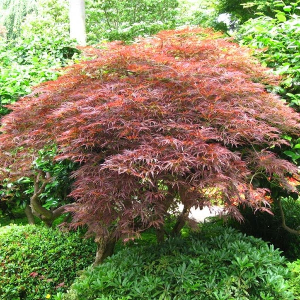 Arce japonés Dissectum Garnet - Acer palmatum