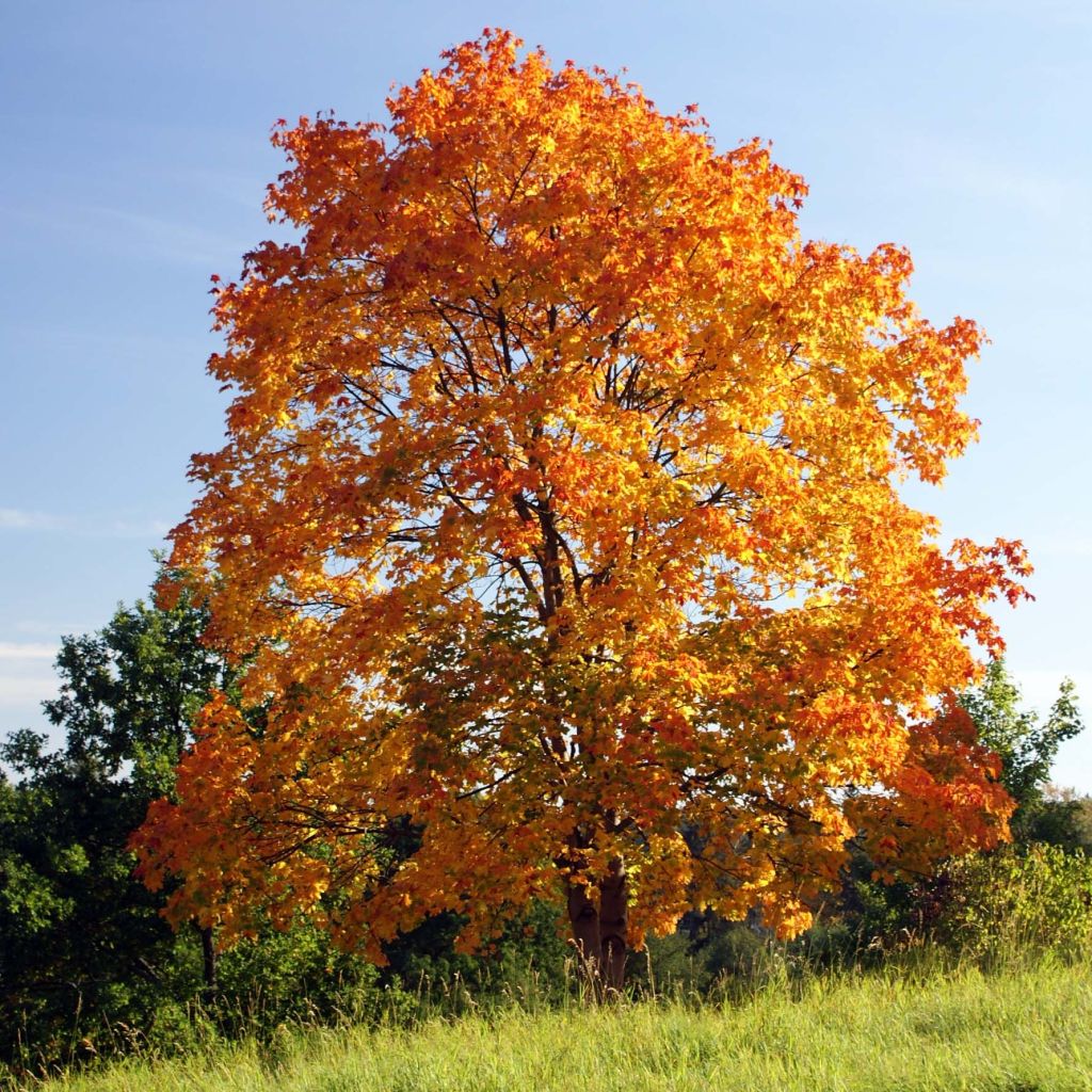 Acer platanoides - Érable plane