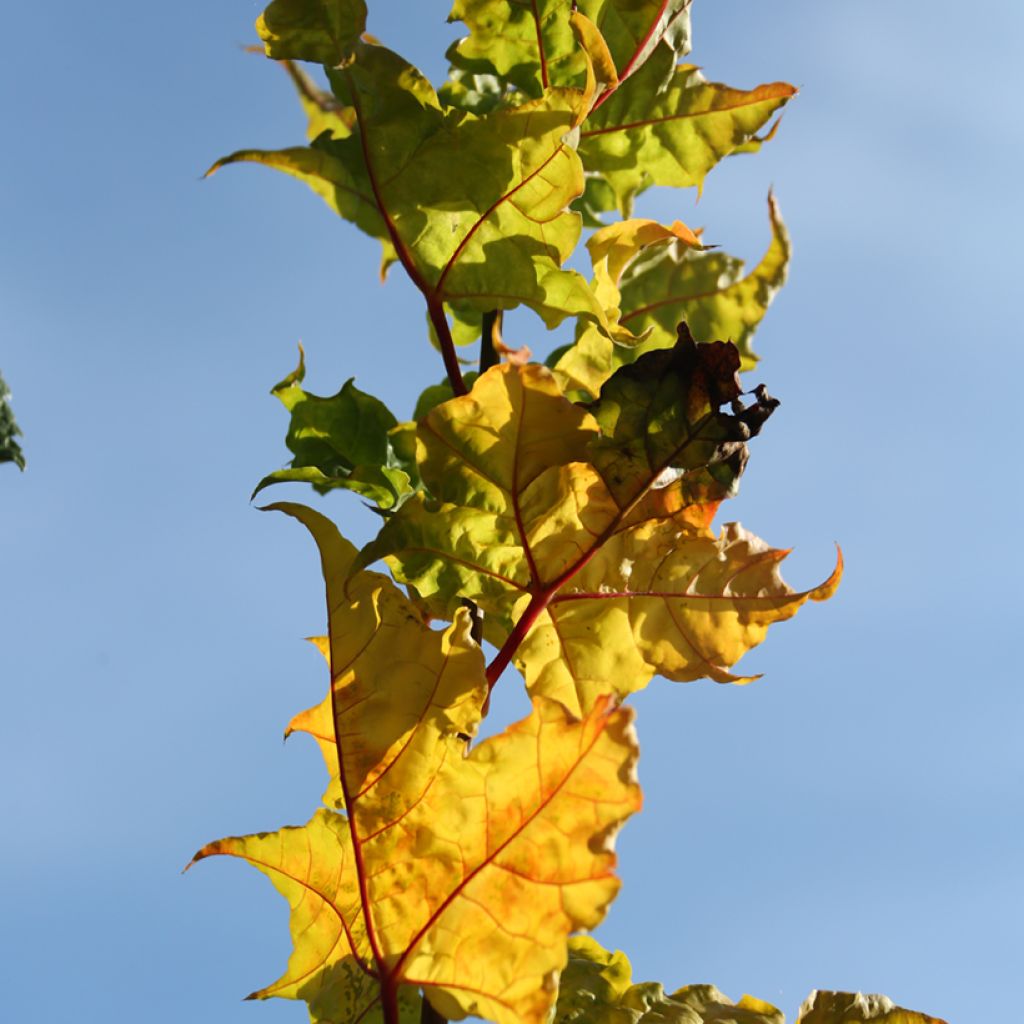 Acer platanoides Marylka - Erable plane BESKID