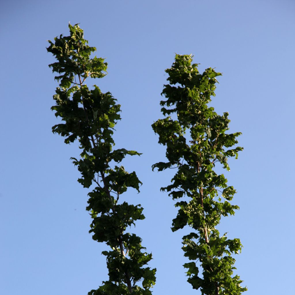 Acer platanoides Marylka - Erable plane BESKID