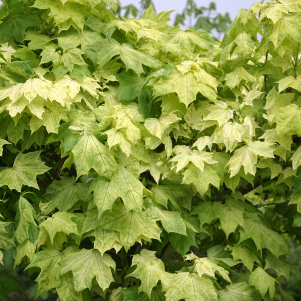 Arce real Maculatum - Acer platanoides