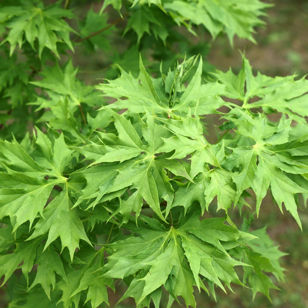 Acer platanoides Oregon Pride - Erable plane