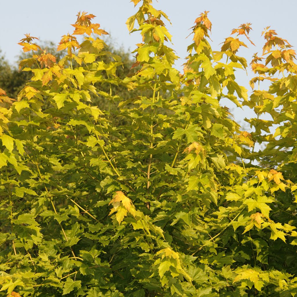 Arce real Princeton Gold - Acer platanoides