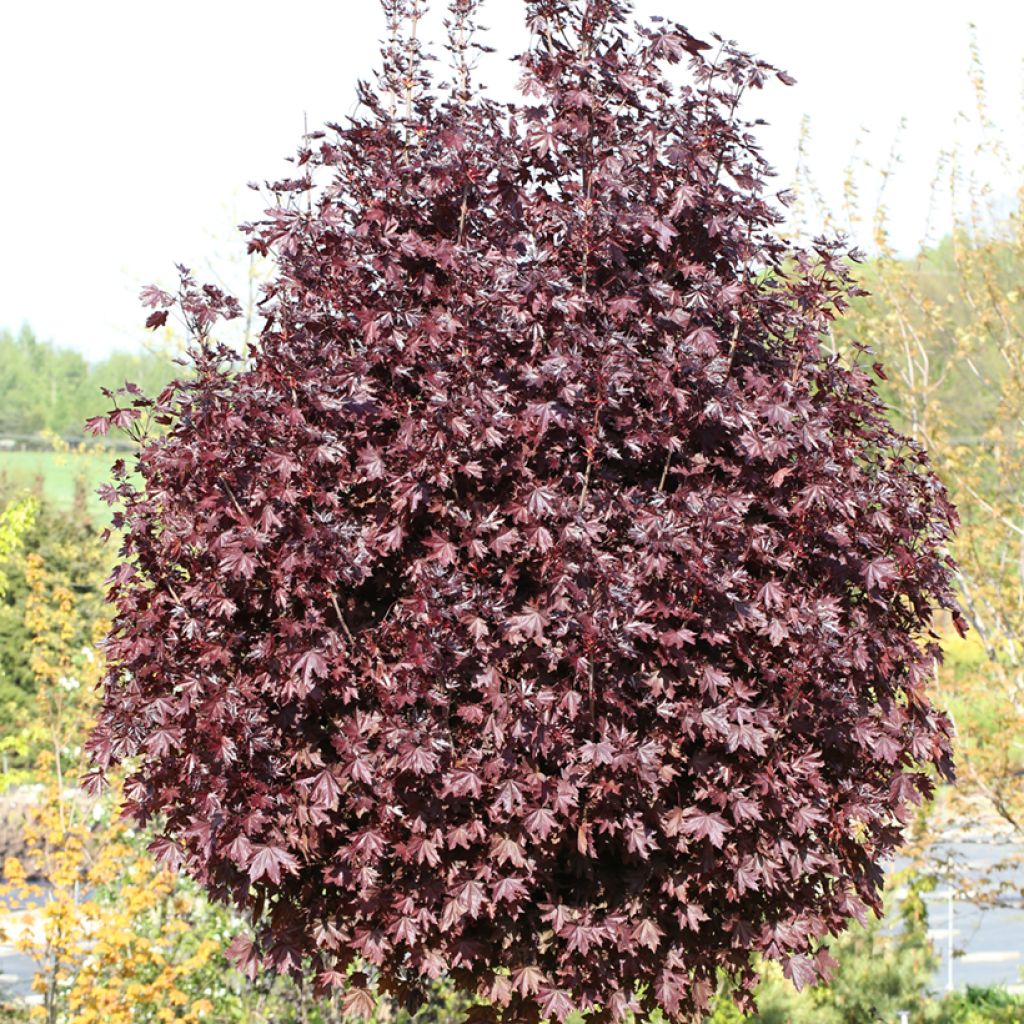 Arce real Purple Globe - Acer platanoides