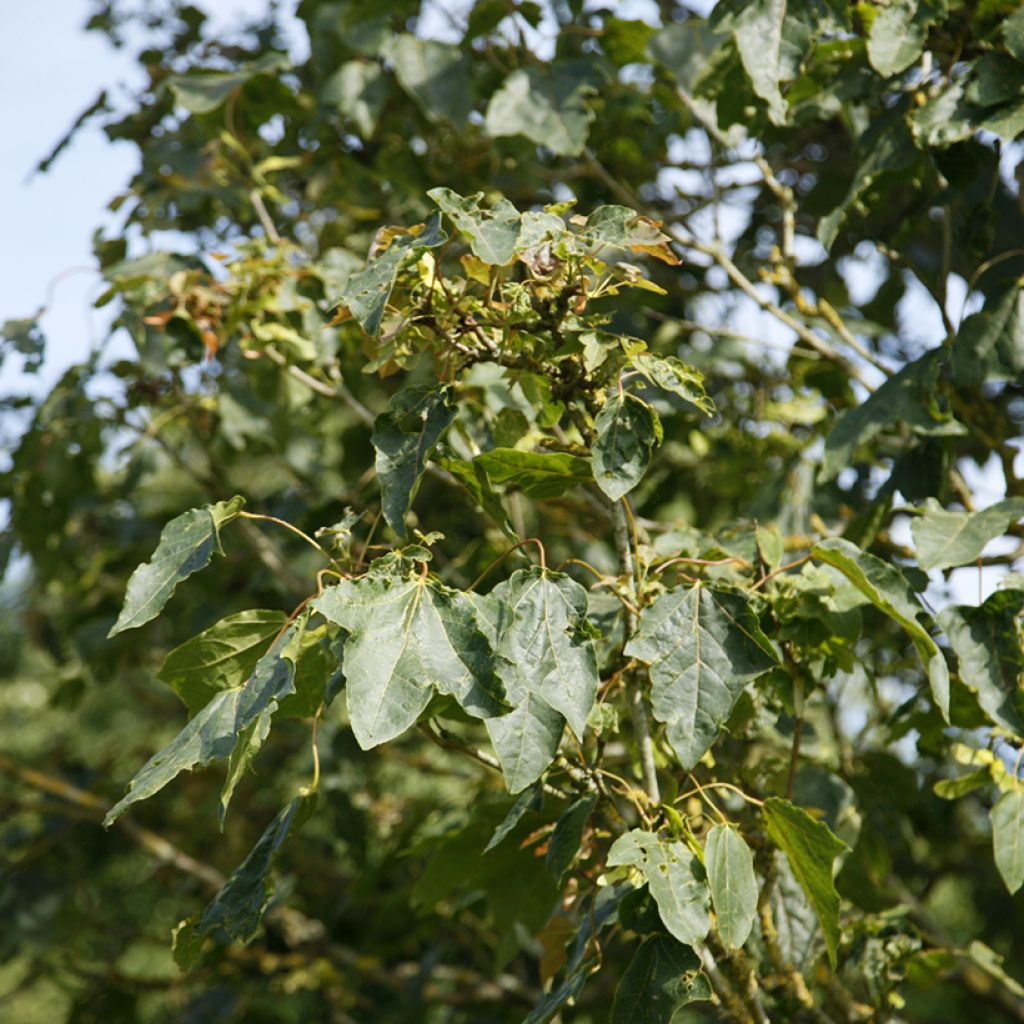 Arce real Stollii - Acer platanoides