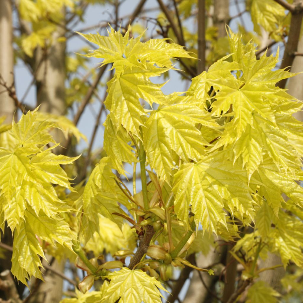 Acer platanoides Walderseei - Erable plane