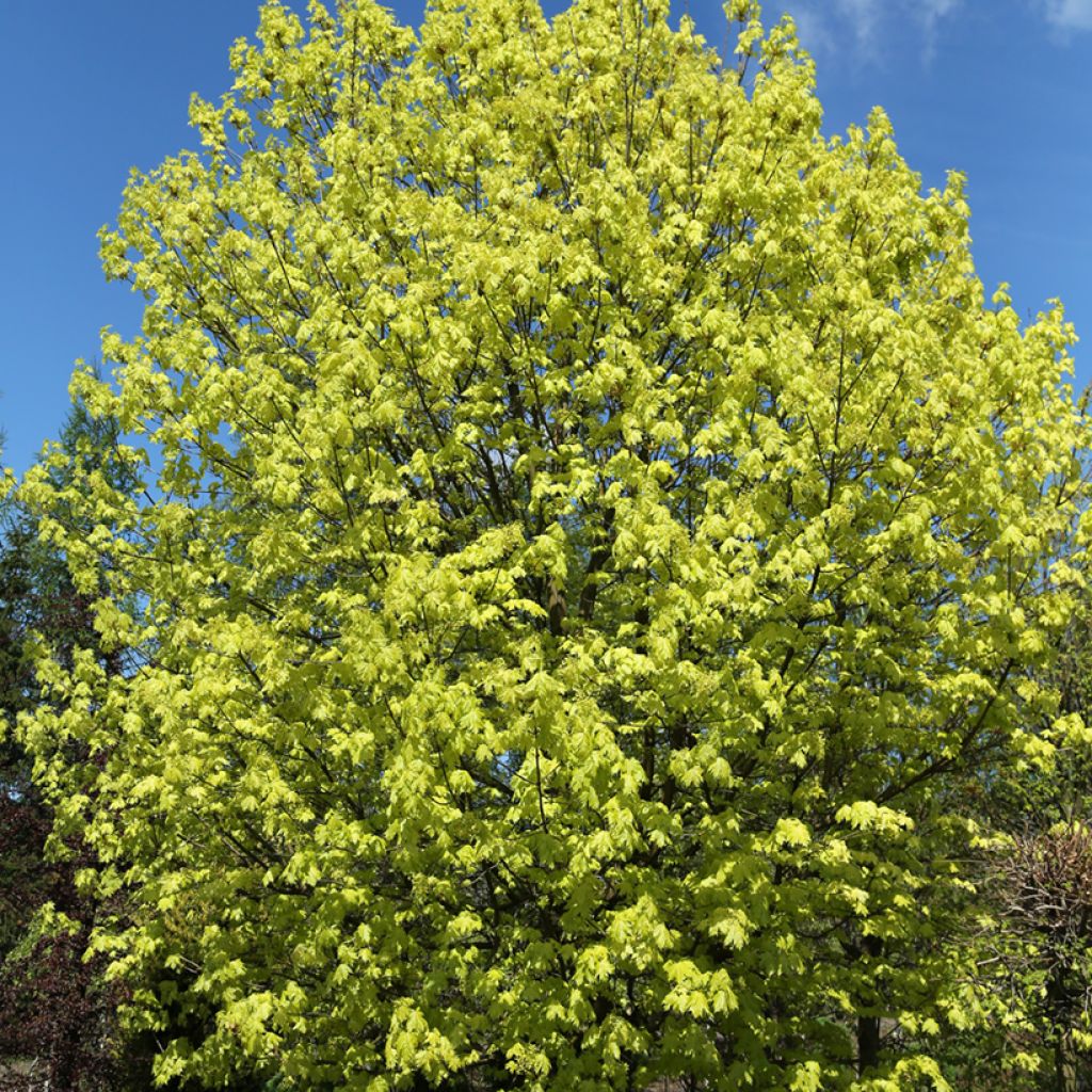 Arce real Walderseei - Acer platanoides