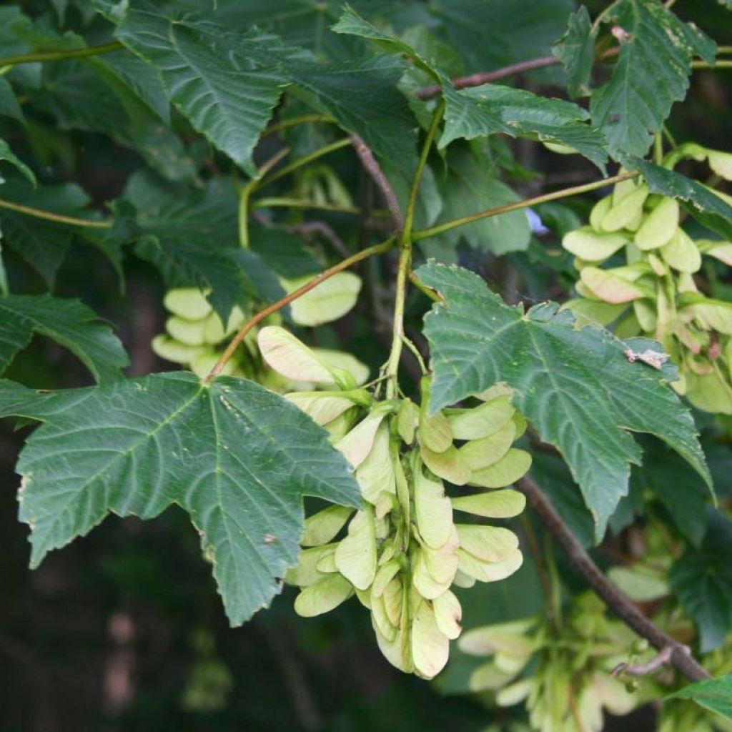 Érable sycomore - Acer pseudoplatanus