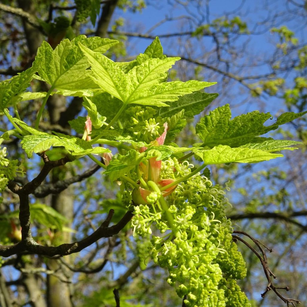 Érable sycomore Leopoldii - Acer pseudoplatanus