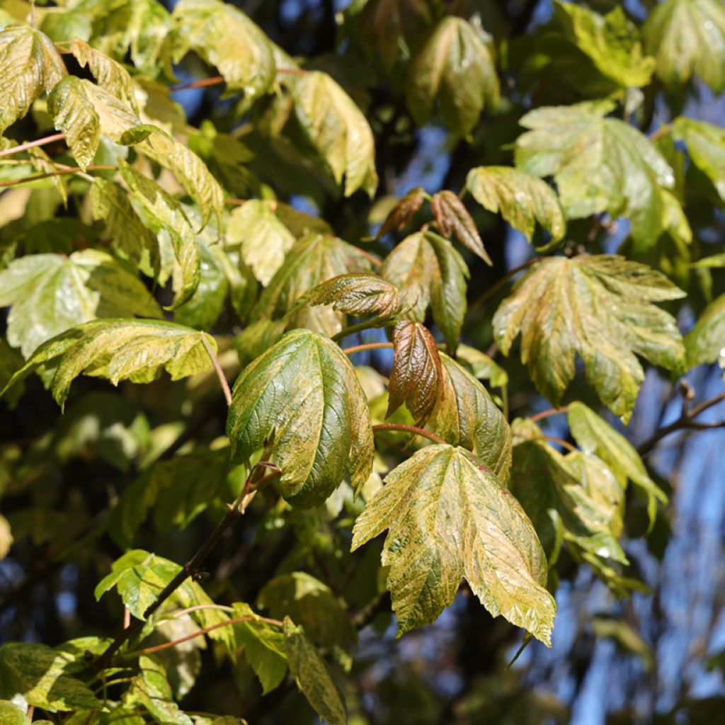 Acer pseudoplatanus Prince Camille de Rohan - Arce blanco