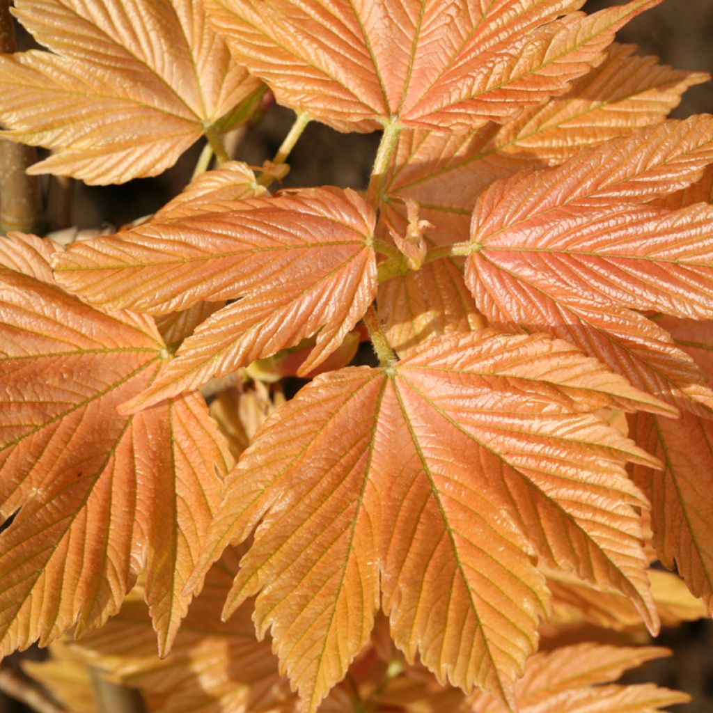 Erable sycomore - Acer pseudoplatanus Sunshine