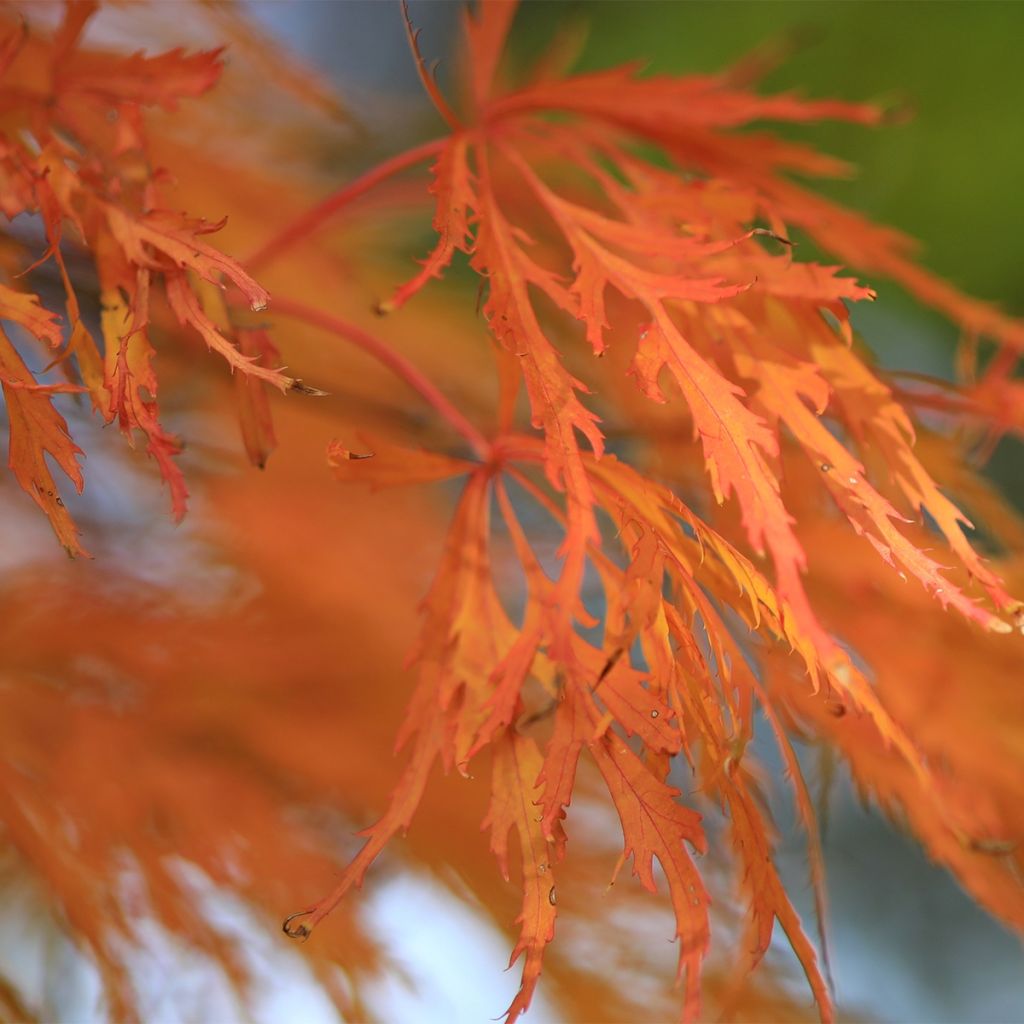 Erable du Japon - Acer pseudosieboldianum Ice dragon