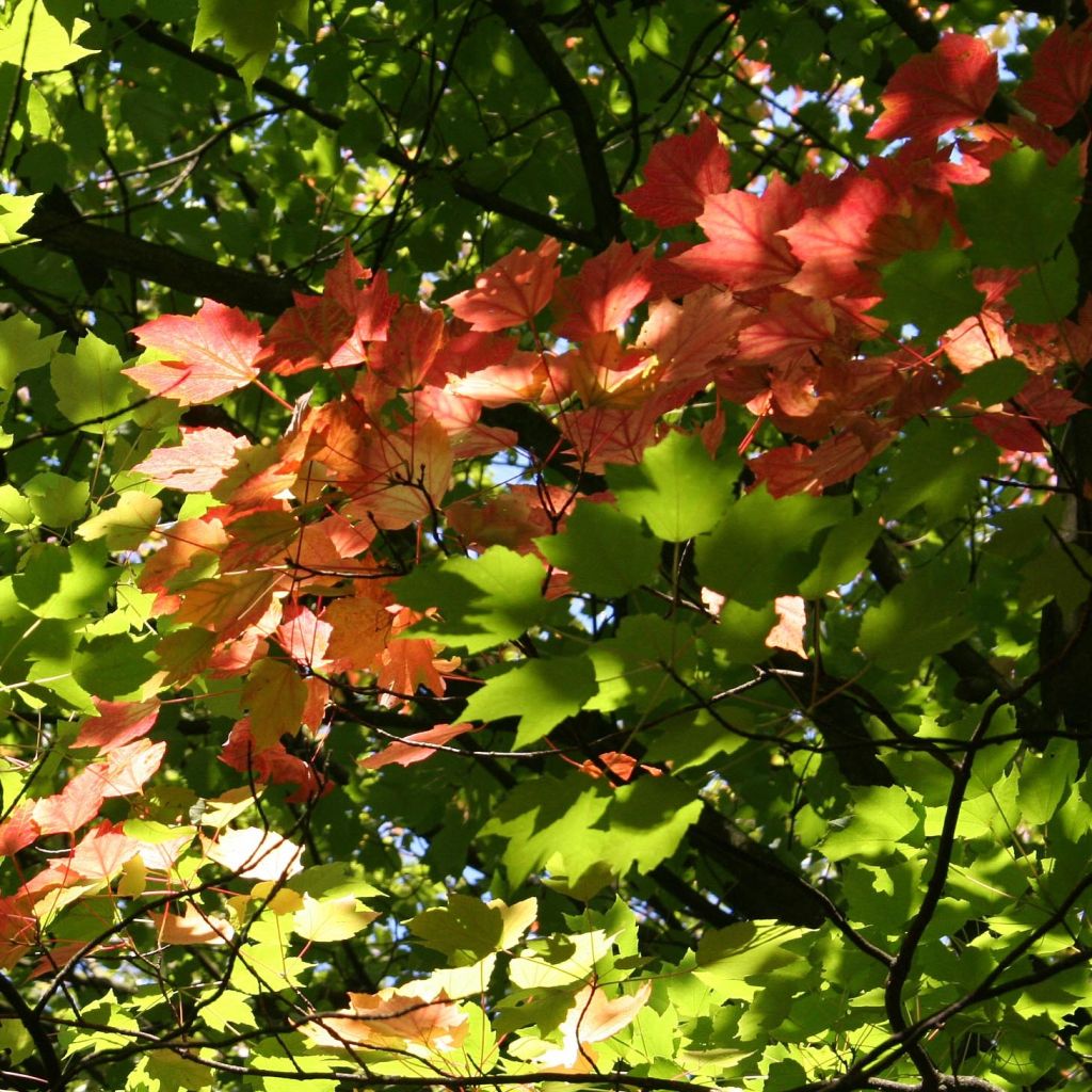 Acer rubrum - Arce de Canadá