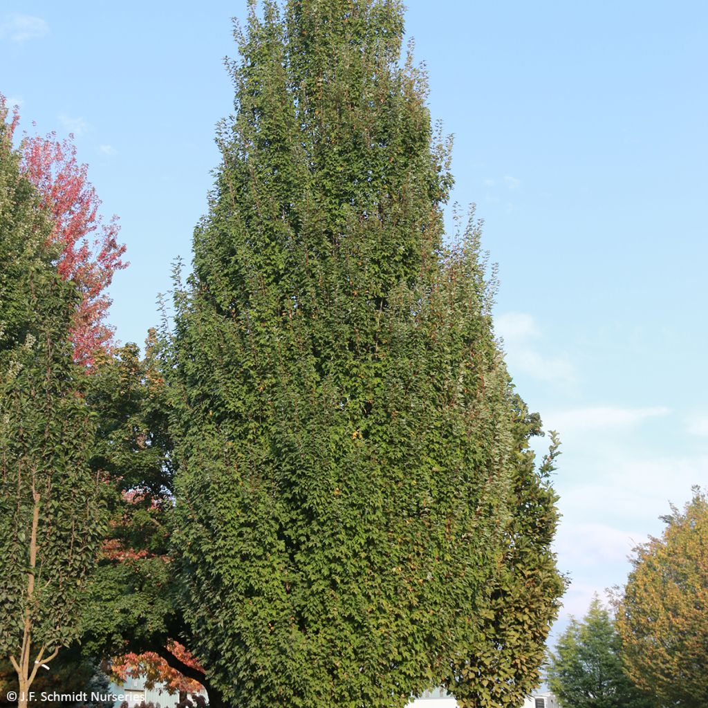 Acer rubrum Armstrong Gold