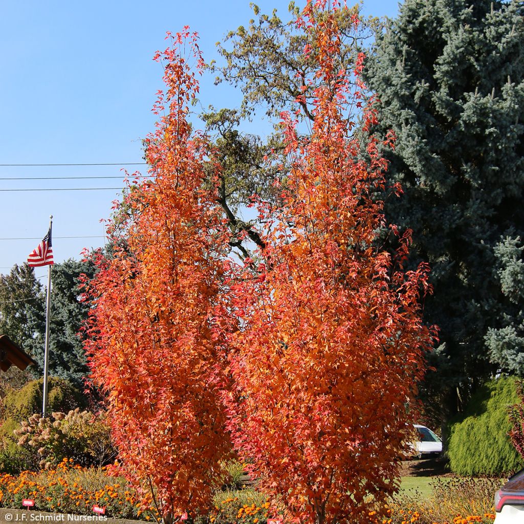 Acer rubrum Armstrong Gold