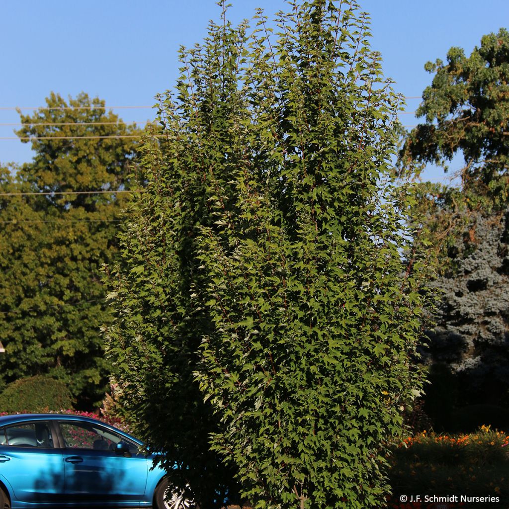 Acer rubrum Armstrong Gold