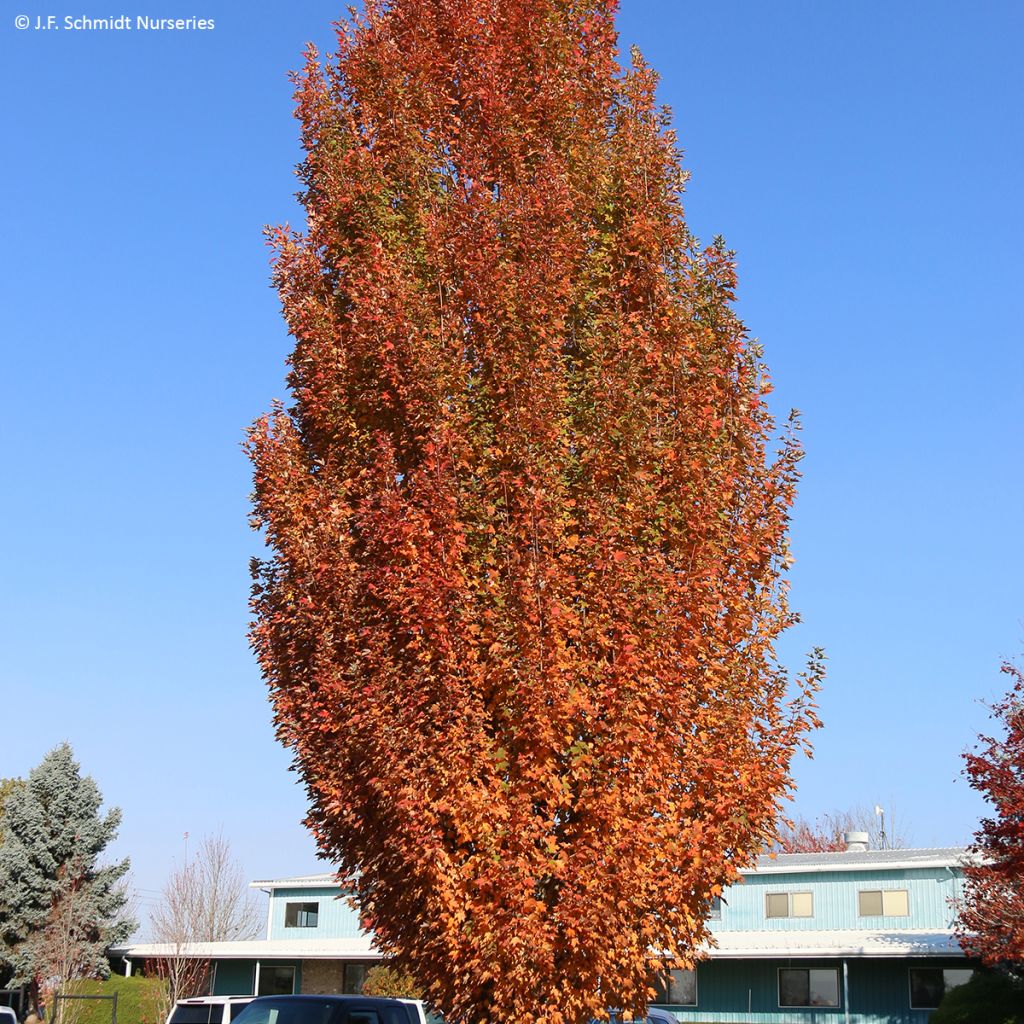 Acer rubrum Armstrong Gold