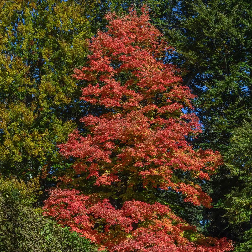 Acer rubrum Fairview Flame - Erable rouge