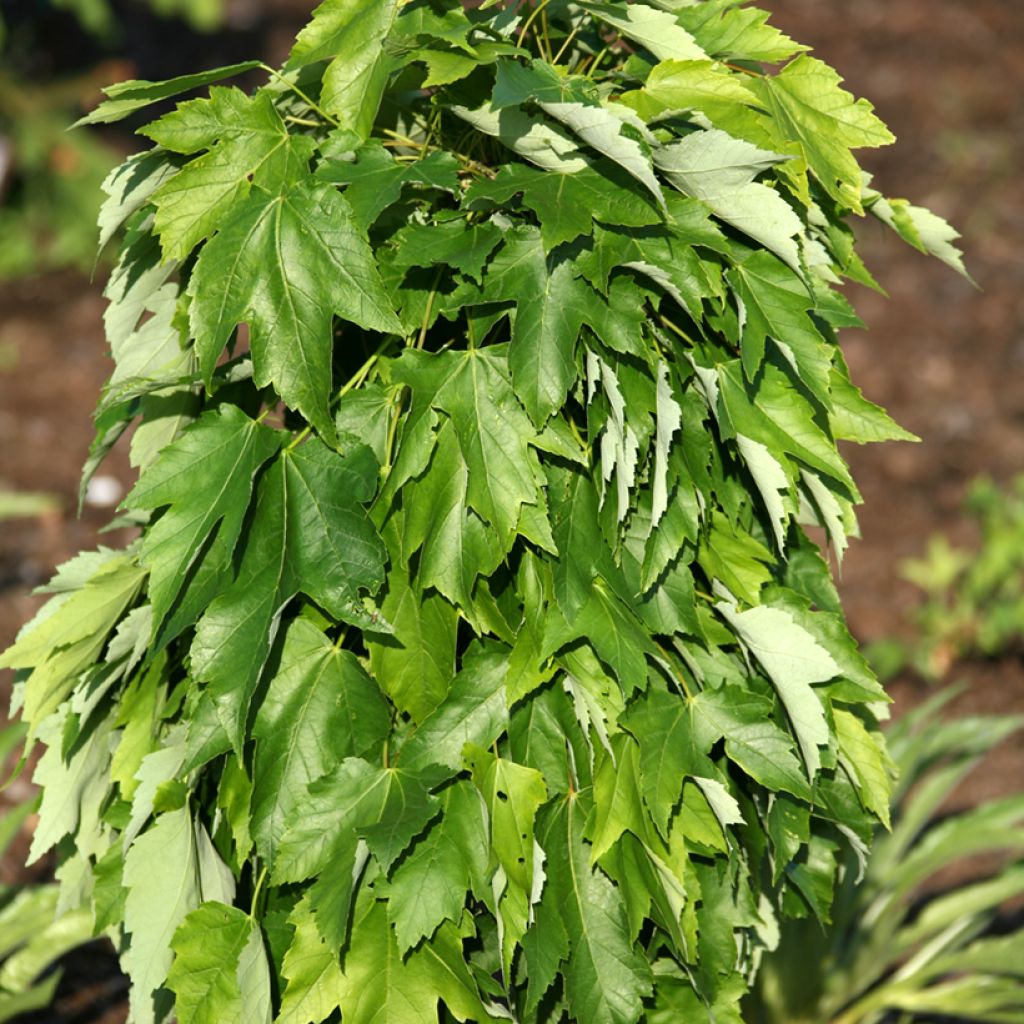 Acer rubrum Green Pillar - Arce de Canadá