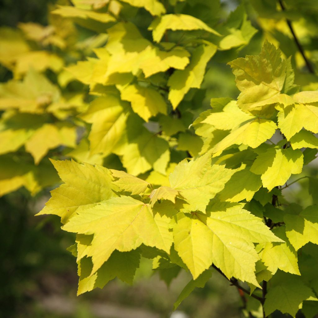 Acer rubrum Schocking Gold - Arce de Canadá