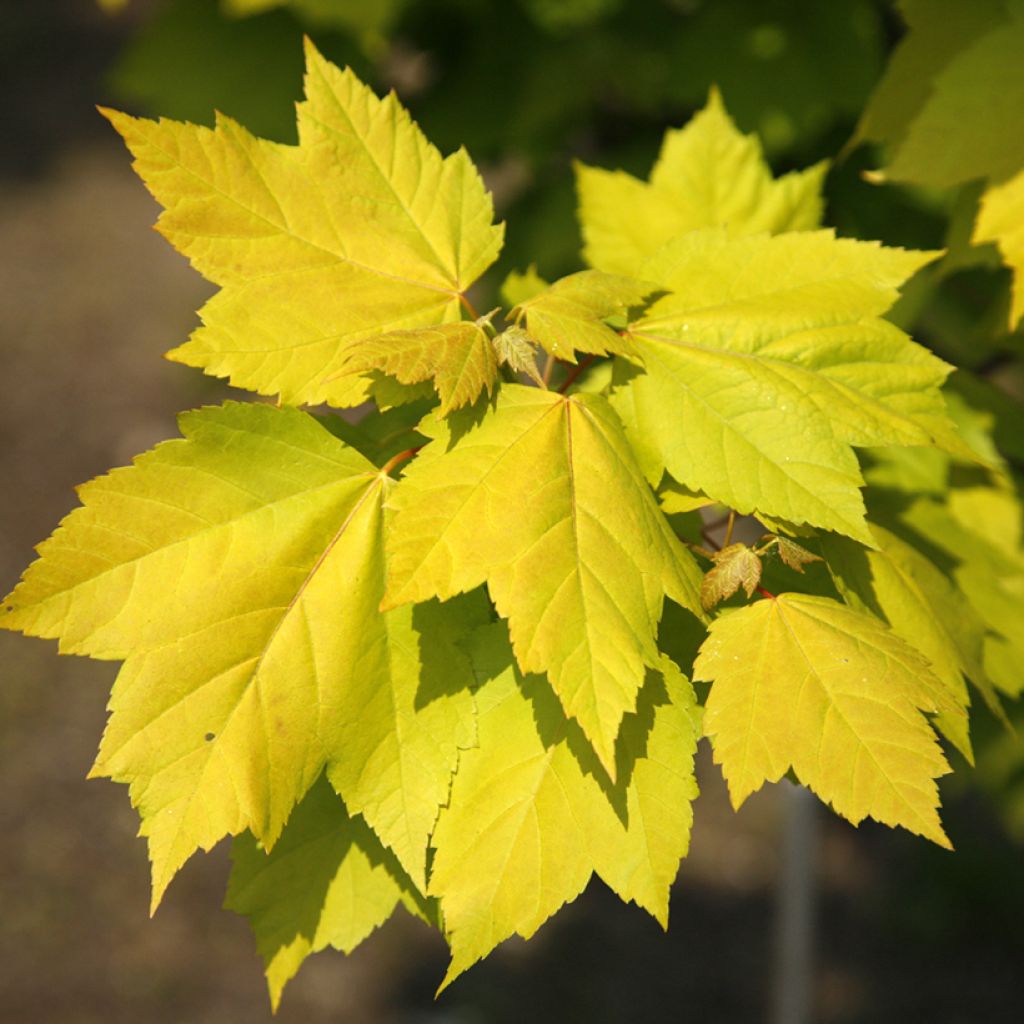 Acer rubrum Schocking Gold - Arce de Canadá