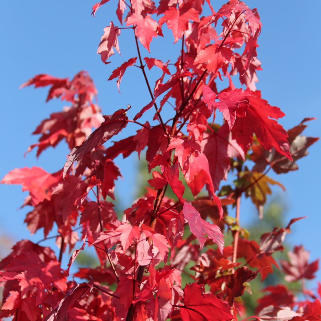 Acer rubrum Somerset - Arce de Canadá