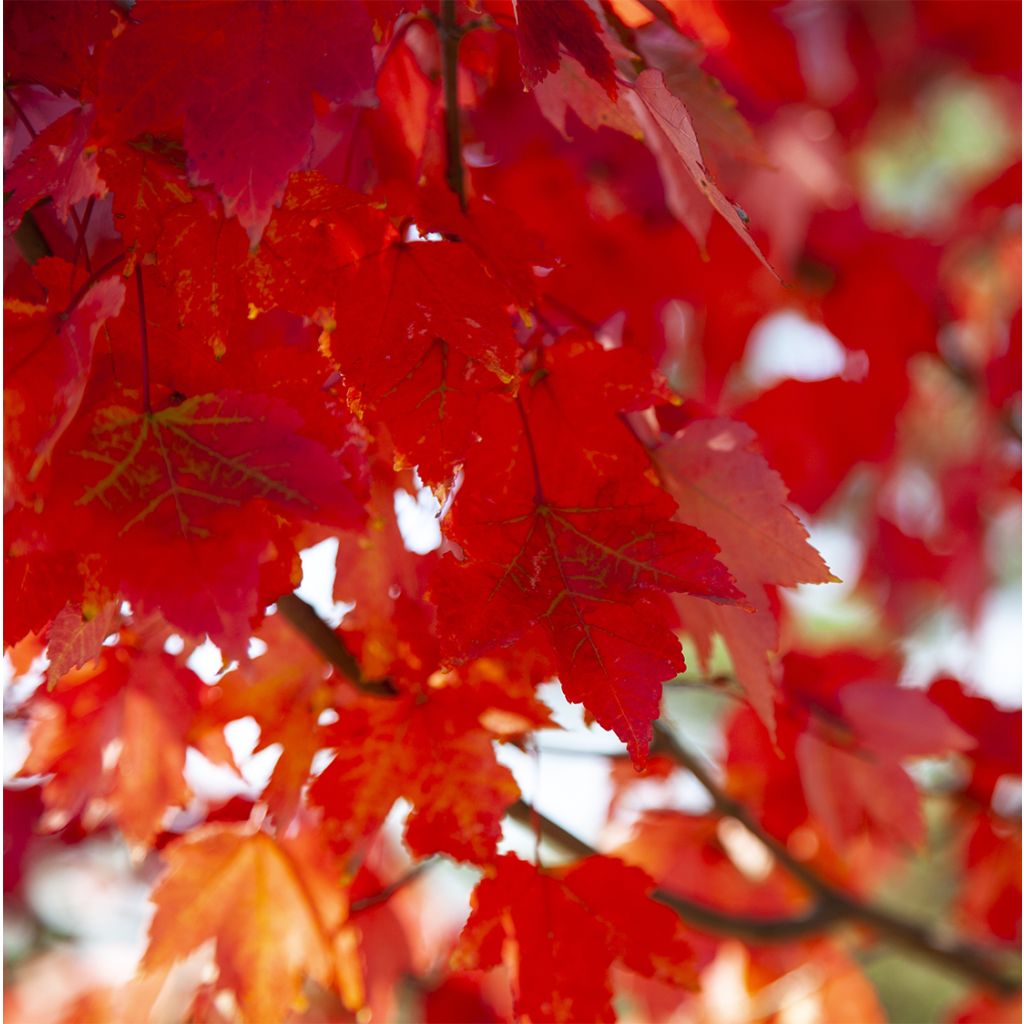 Acer rubrum Summer Red