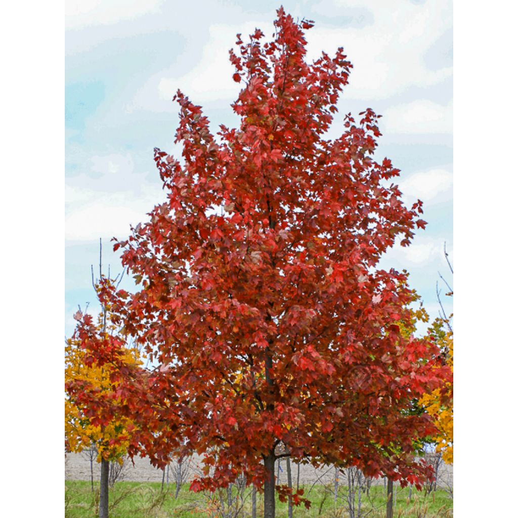 Acer rubrum Sun Valley