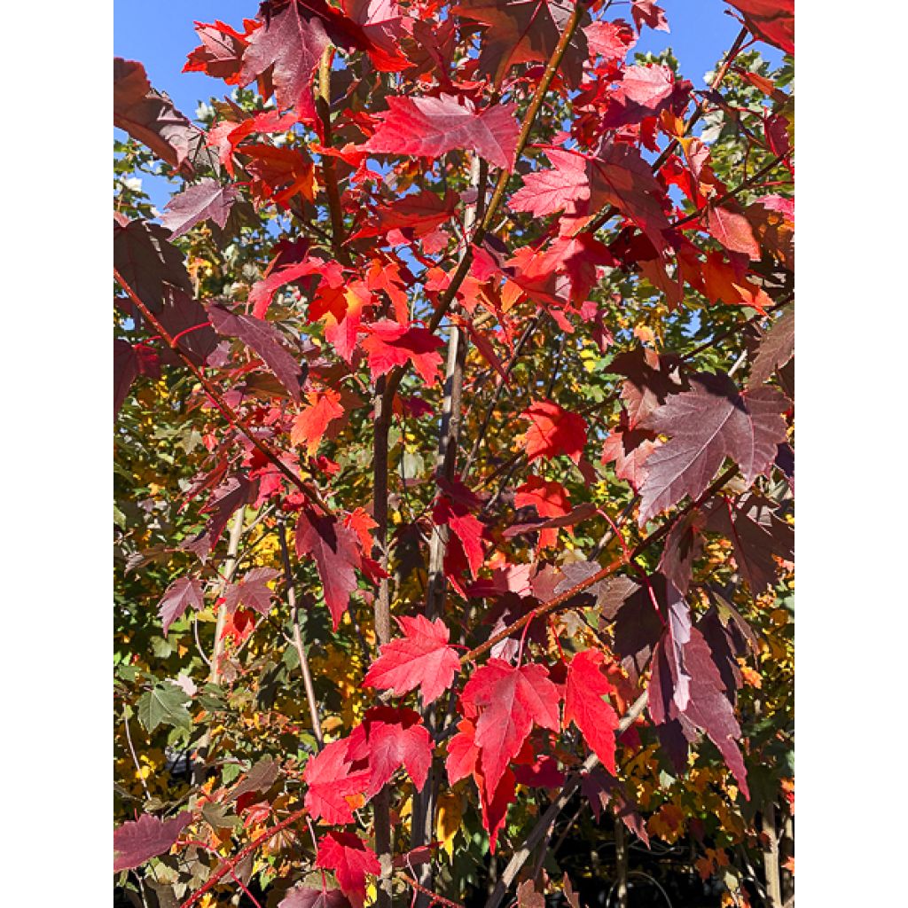 Acer rubrum Sun Valley