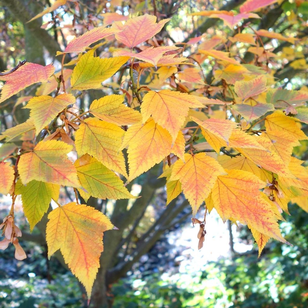 Acer rufinerve - Erable à peau de serpent