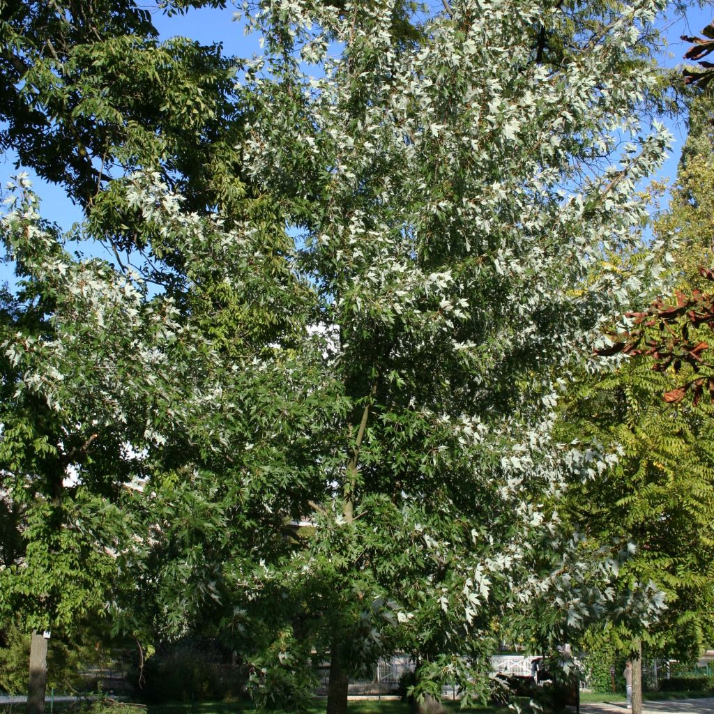 Acer saccharinum Laciniatum Wieri