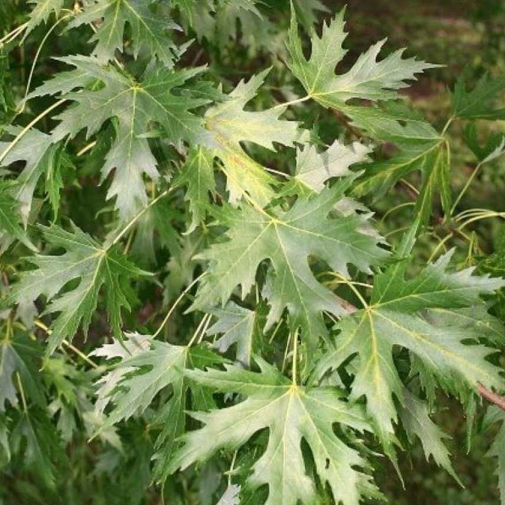 Acer saccharinum Pyramidale - Érable argenté