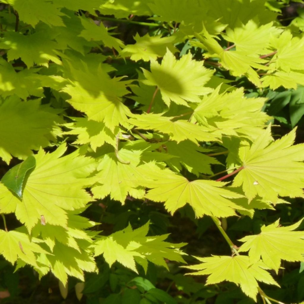 Arce de Shirasawa Aureum - Acer shirasawanum