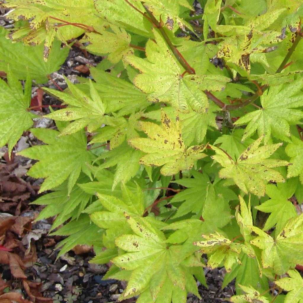 Erable du Japon - Acer shirasawanum Moonrise.