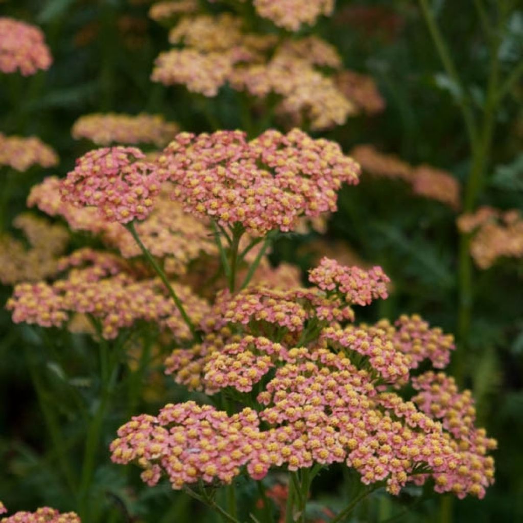 Milenrama Walter Funcke - Achillea millefolium