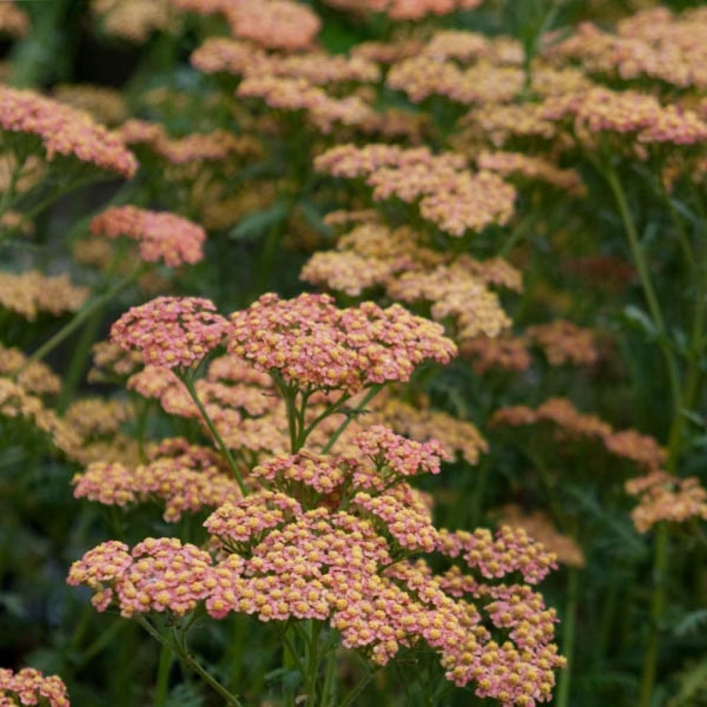 Milenrama Walter Funcke - Achillea millefolium