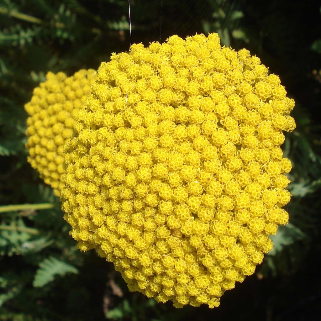 Achillée - Achillea Parker's Variety