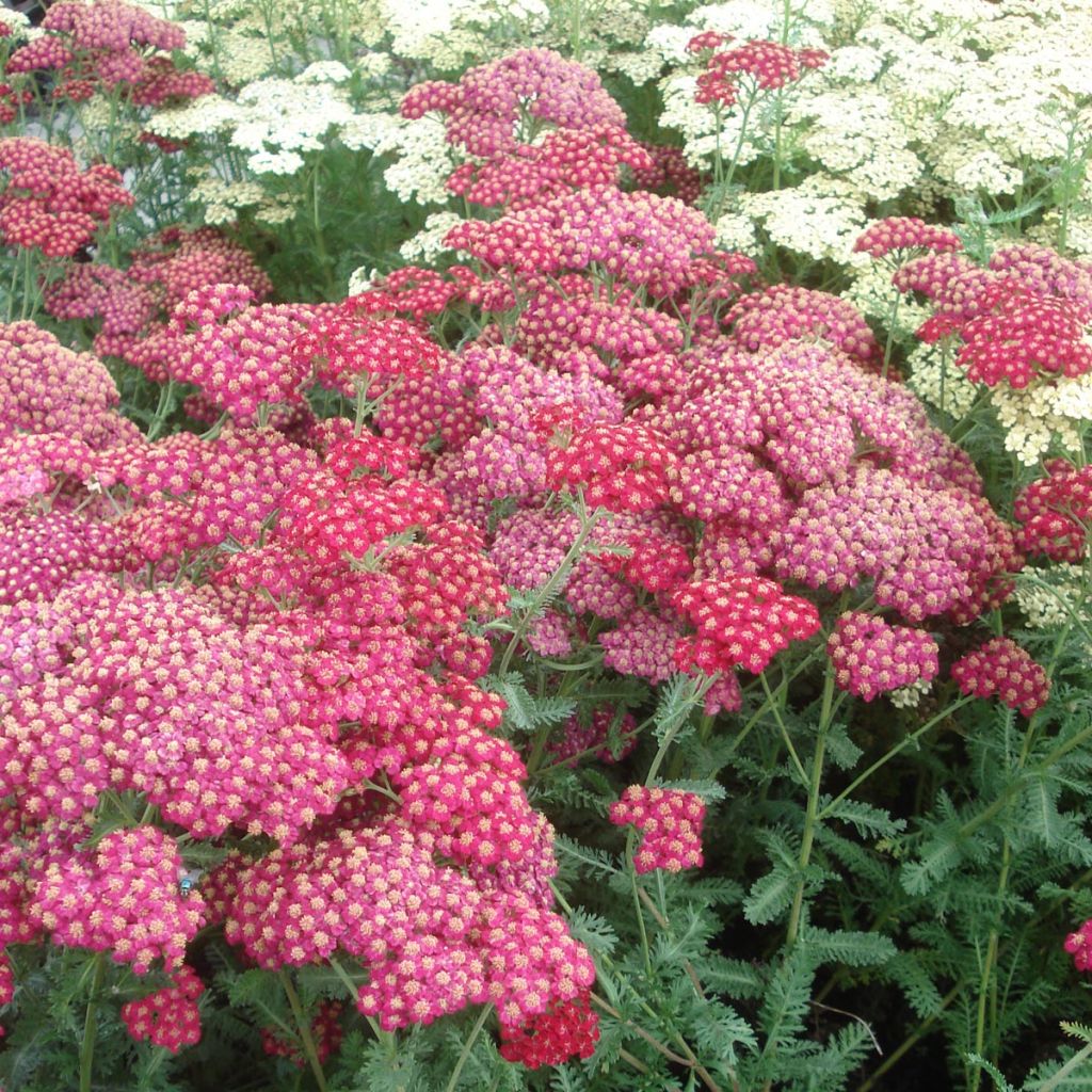 Achillea millefolium Red Velvet - Achillée millefeuille rouge intense