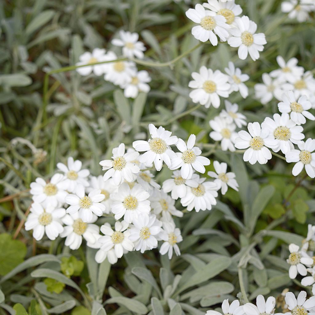 Achillea ageratifolia - Milenrama