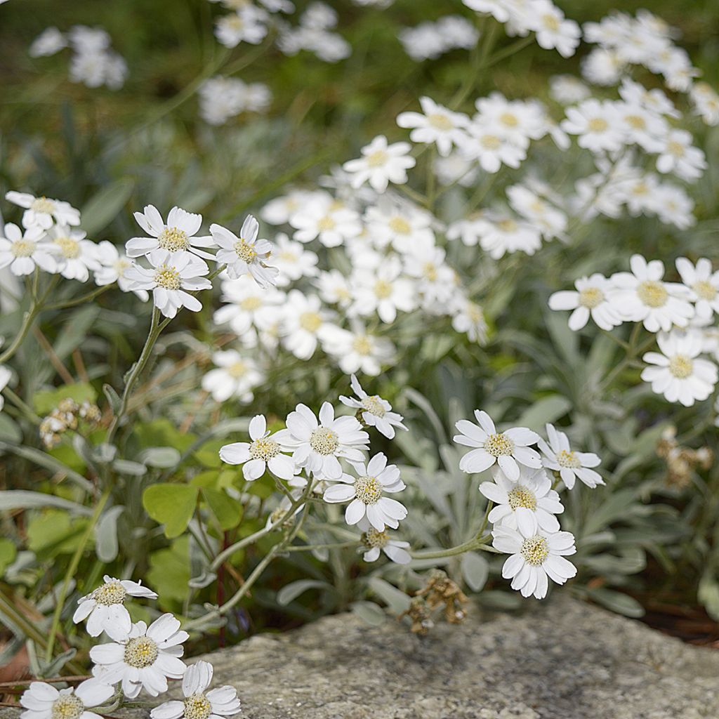 Achillea ageratifolia - Milenrama