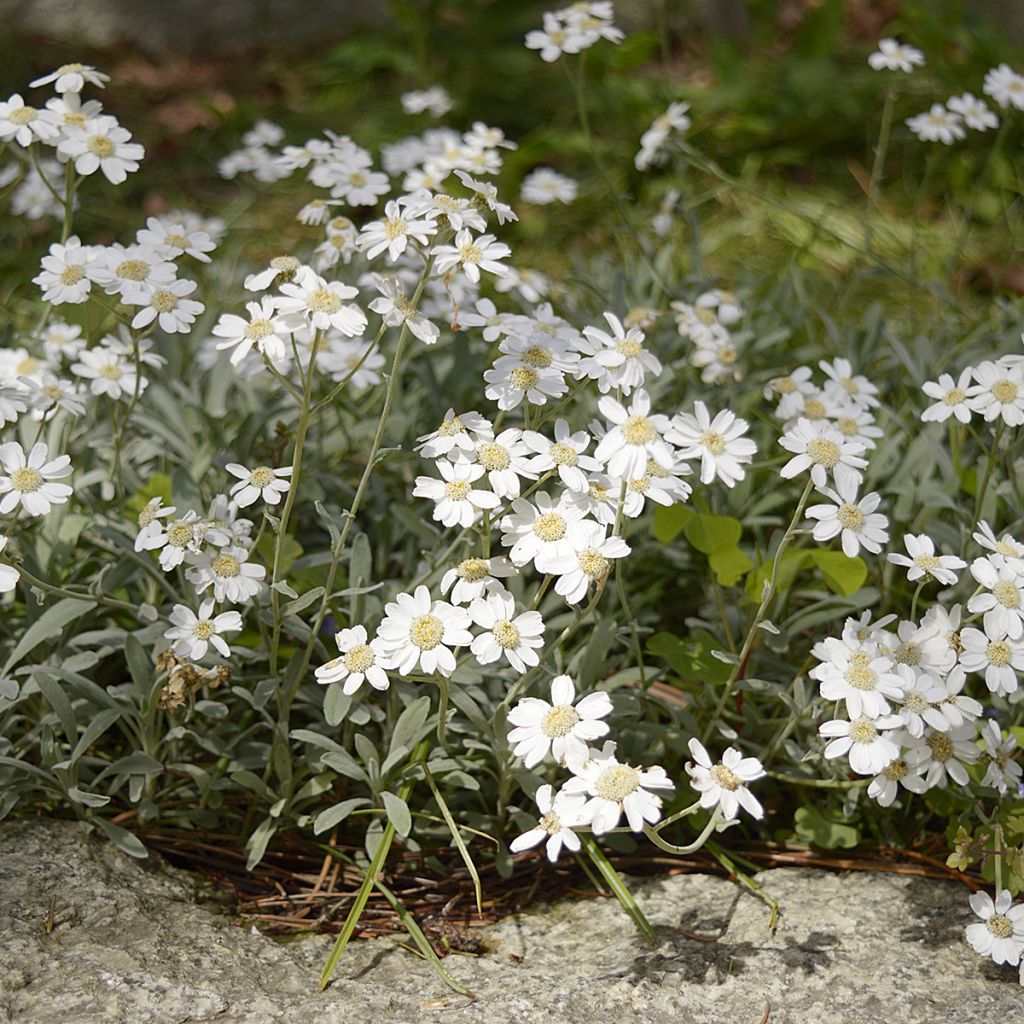 Achillea ageratifolia - Milenrama