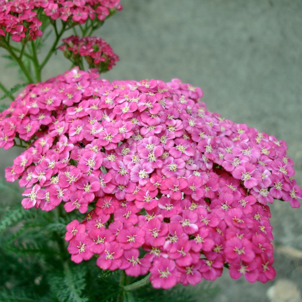 Achillée, Achillea asplenifolia