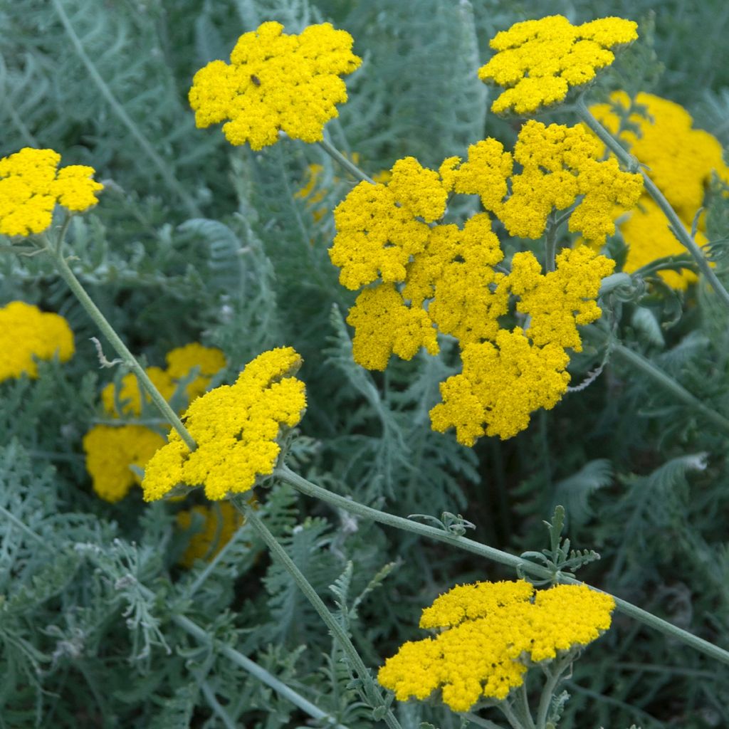 Achillea clypeolata - Milenrama