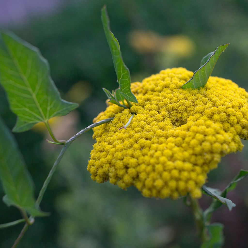 Achillea clypeolata - Milenrama